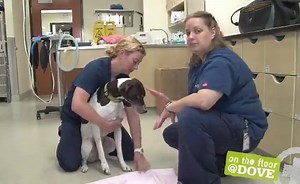 Basic Canine Restraint