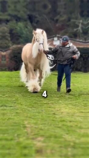 5 Horse Breeds That Look So Unreal, People Think They're Fake! #horse #shorts