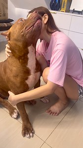 73K views · 2.9K reactions | OUR GENTLE GIANT BUT CLUMSY DOG  #Beast #XLAmericanBully #Dog | SAM Walastik | Facebook