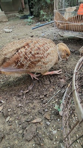 “Dinner time before the long night — Grey Partridge mother with her two chicks enjoying termites on the ground. 🌙🦗🤎” #GreyPartridge #PartridgeFamily #WildDinner #NatureMoments #BirdLife #USABirds #NatureUSA #WildlifePhotography | Birds Lover 2