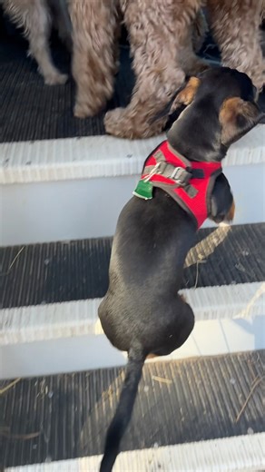 Wilson’s first time loading the bus…and Dougie’s arrival after running under the bus per usual. #dogbus #littledogs | The Storybook Bus