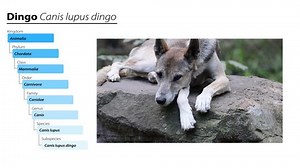 Scientific Classification Dingo Dog Stock Footage Video (100% Royalty-free) 1099342449 | Shutterstock