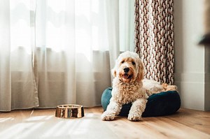 Best Flooring for Pets (and Which Types to Avoid) | LoveToKnow Pets