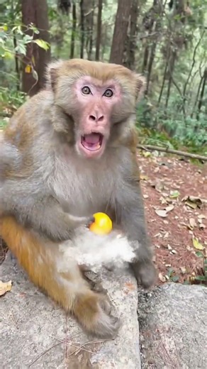 Man Rocked Monkey Shocked 🤣🤣 Funny Monkey Video