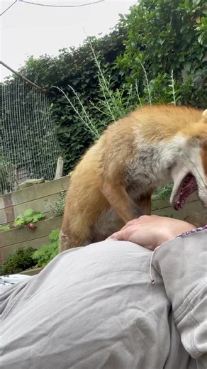 5M views · 63K reactions | Play Time 懶 #kikithefox #kikifoxfamily #nopets #fox #fuchs | Kikithefox | Facebook