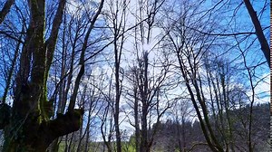 View from below of a pollarded Beech (Fagus sylvatica) forest in the area of the town of Ochandiano in the Province of Bizkaia. Basque Country. Spain. Europe