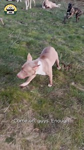 The moment you've all been waiting for...Matilda meets the pack ❤️❤️❤️ | The Asher House