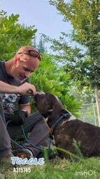 CACC - Toggle (A315745) - July 18 2026