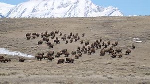 27K views · 1.9K reactions | Looks like these bison are as excited for springtime as we are! This bison herd was witnessed romping around at the National Elk Refuge in Wyoming. Video: Bison on the run at the National Elk Refuge in Wyoming by Kari Cieszkiewicz/USFWS | U.S. Fish and Wildlife Service | Facebook