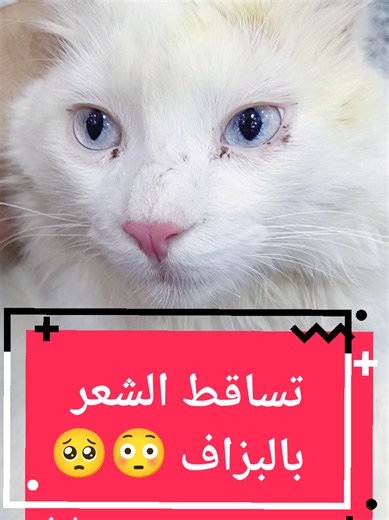 Vidéos de Animaux_Vet_Clinic_SBA (@animaux_vet_clinic) avec A cappella with finger snap - SOUND BANK