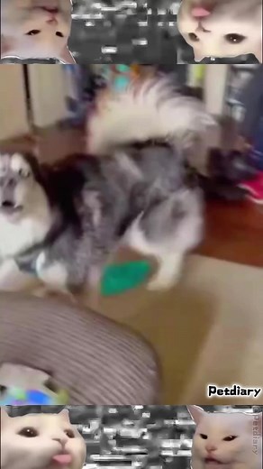 Funny #cat #animals #petdiary #babyandcat #foryou #funnycat #fyp