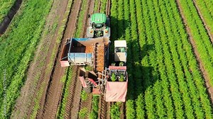 Farmer harvesting carrots using a carrot harvester. Aerial view of Harvest carrots in agricultural land. Stock ビデオ