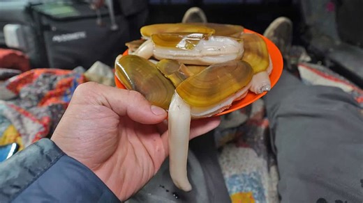 Digging, cleaning, and cooking razor clams in my truck (catch and cook)
