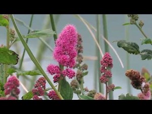 Rose Spirea (Spiraea douglasii)