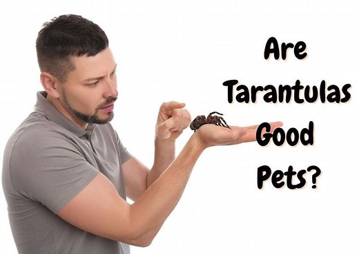 Do Tarantulas Make Good Pets? What You Should Know - The Pet Savvy