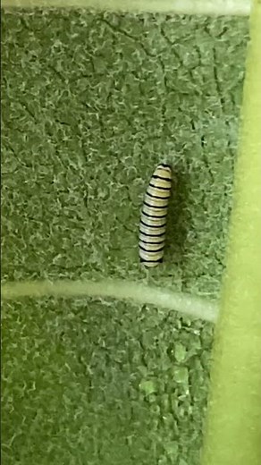 Caterpillar Care: Creating a Monarch Sanctuary #monarchbutterflies #monarchcaterpillar