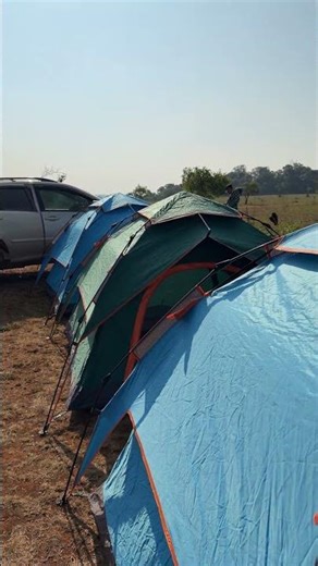 Good morning from to camping at the O Raing grassland in Mondulkiri province, Cambodia