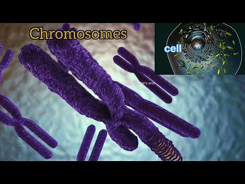 chromosome dna and gene 3d animation #cellbiology #chromosome #dna #genes #3danimation #cell