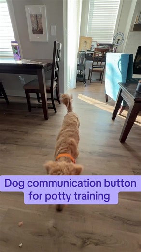 ¿Cómo usar botones de comunicación para perros?