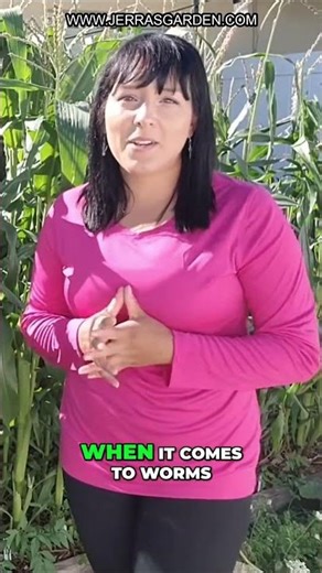 How to Grow Corn Successfully: Tips for Fertilizing and Dealing with Worms