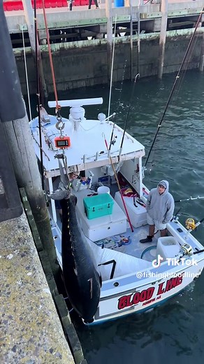 Bloodline Charters on TikTok