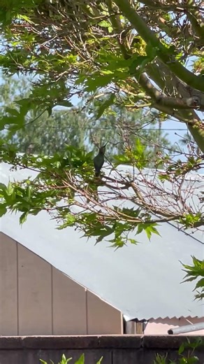 Hummingbird hanging around Red Coral Maple tree