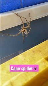 Cane spider. They pretty big but actually quite delicate spiders. No web, they jump on their prey.