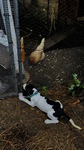 Duncan is a 9 week old Treeing Walker Coonhound puppy looking for his forever family! If you think that could be you, please fill out an app today at carolinacoonhoundrescue.com! We do not put puppies on transports so if you do not love local to Charleston SC, please be prepared to make appropriate transportation arrangements to pick him up. We also will not hold dogs for extended periods so pickup arrangements will need to be made soon after your application is approved. | Carolina Coonhound Re