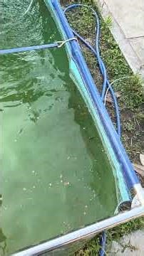 稚魚の様子 #koi