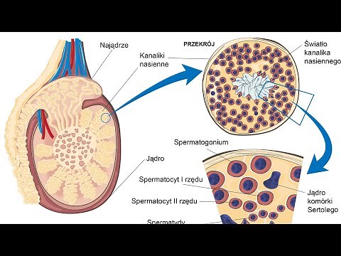 SPERMATOGENESIS AND HORMONAL REGULATION OF THE TESTIS - Leydig cells, Sertoli cells