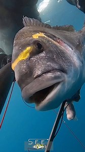 111K views · 2K reactions |  @spearfishing_extreme  @monkey.sub  @salvimarfluyd 99.9 . #spearfishing #pescasub #pesca #fishing #seabream #orata #pescador #pescado #deepblue #sea #mare #catch #fisherman #chassesousmarine | Spearfishing_Extreme | Facebook