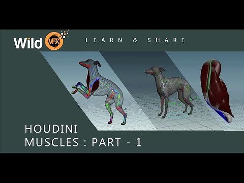 Houdini Muscle System Tutorial - Muscles - Part 01 - Wild VFX