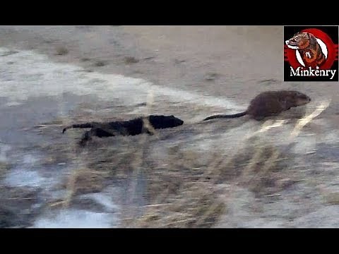 The best of Minkenry