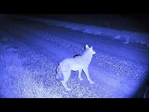 Sightmark Wraith Night Vision Test