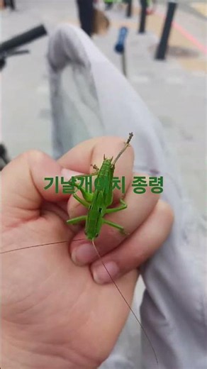 긴날개여치