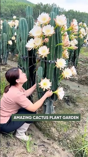 Incredible Cactus Bloom: A Sea of Flowers! 🌸🌵
