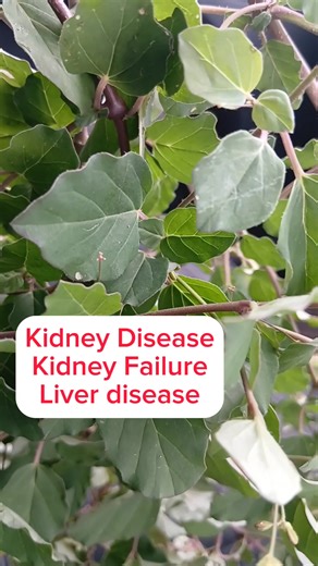 2.2M views · 33K reactions | The one herb for cancer, Kidney and liver disease | Herbs and Wellness | Facebook