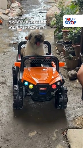 PAW-SAKAY NAMAN, COOPER 🏎️🐶 Kinagigiliwan ngayon online ang isang Shihtzu-maltese na fur baby ni YouScooper Maria Roviel Lacay dahil sa tila pagmamaneho nito ng isang toy car. Kuwento ni YouScooper Maria, remote-controlled car ang sinasakyan ng fur baby na si Cooper, "Jan. 2 that day po, niregaluhan ng tita ko 'yung baby niya ng remote-controlled car na ginamit sa video. After that, natakot po 'yung baby ng tita namin na sumakay sa car, kaya ipinasakay namin si Cooper habang 'yung husband ko a