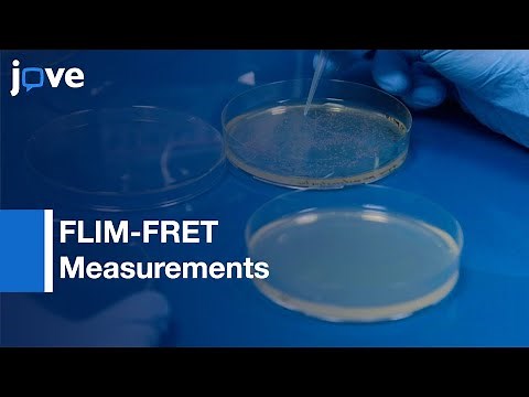 FLIM-FRET Measurements: Protein-Protein Interactions-Live Bacteria l Protocol Preview
