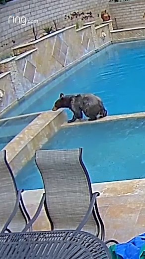 1.1M views · 4.1K reactions | Just bear-ly keeping cool until Prime Day makes a splash July 8-11 : @ring | Amazon.com | Facebook