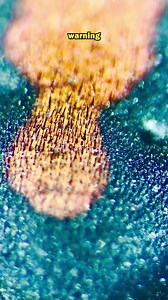 Australian Spider Sends a Deadly Warning: The Redback’s Signal