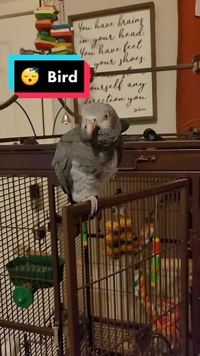 Unlocking the Mystery of Bird Sleep: Understanding The Sleeping Positions of Parrots