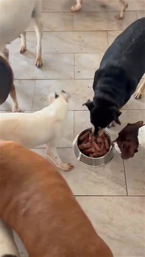 29K views · 693 reactions | What a lovely treat of sausages, our dogs got this morning.  Big thanks go to Mr John Micallef for cooking these for them.癩 Big thanks to all of you, who try to make the lives of our abandoned ones better.  | Association for Abandoned Animals | Facebook