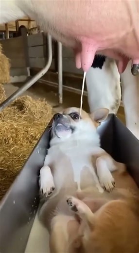 This Little Dog Just Found Unlimited Milk! 😂🥛 #asmr #funny #shortfilm #aifunnyanimals