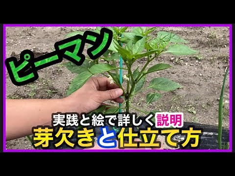 【ピーマン1/2】※芽かきと摘果、２本仕立て、３本仕立てのやり方について説明！ How to grow bell peppers