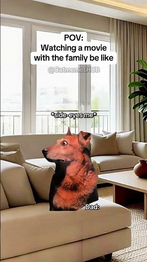CAT MEMES 🐱Watching a movie with the family be like #catmemes #relatable #relationship