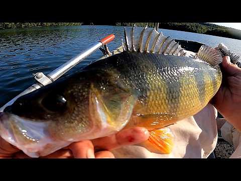 HUGE World Record Yellow Perch - FISHING FOR TROPHIES - New York Monster Perch DEEP