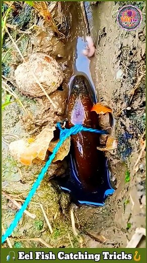 Eel Fish Catching Technique 🪝 Fishing Video 🎏 Eel Fish Catching Tricks 🎣 #shorts #fishing #fish