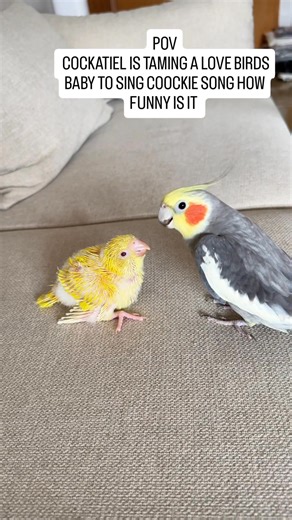 411K views · 9.7K reactions | How funny a cockatiel is Taming love birds baby to sing cookie song | Birds Shorts | Facebook