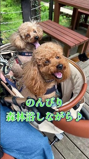 ネモフィラ満開、プードル全開！